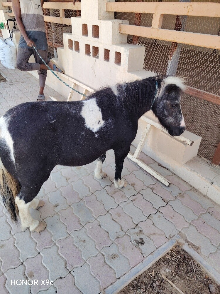 بونيهات للبيع ثلاثه اناث - 4