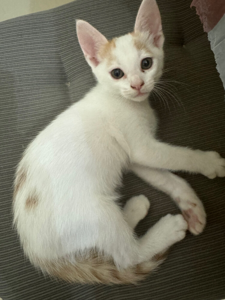 for adoption - 4