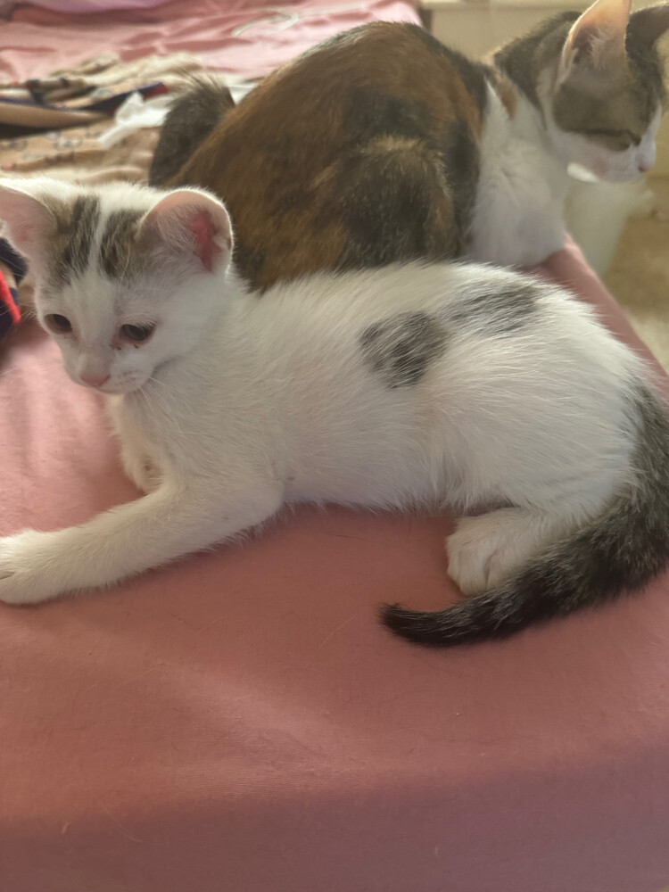 for adoption - 2