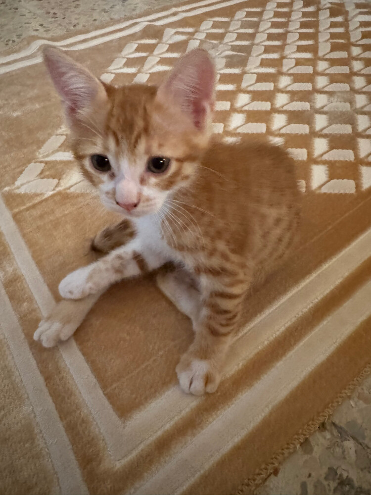 for adoption - 3