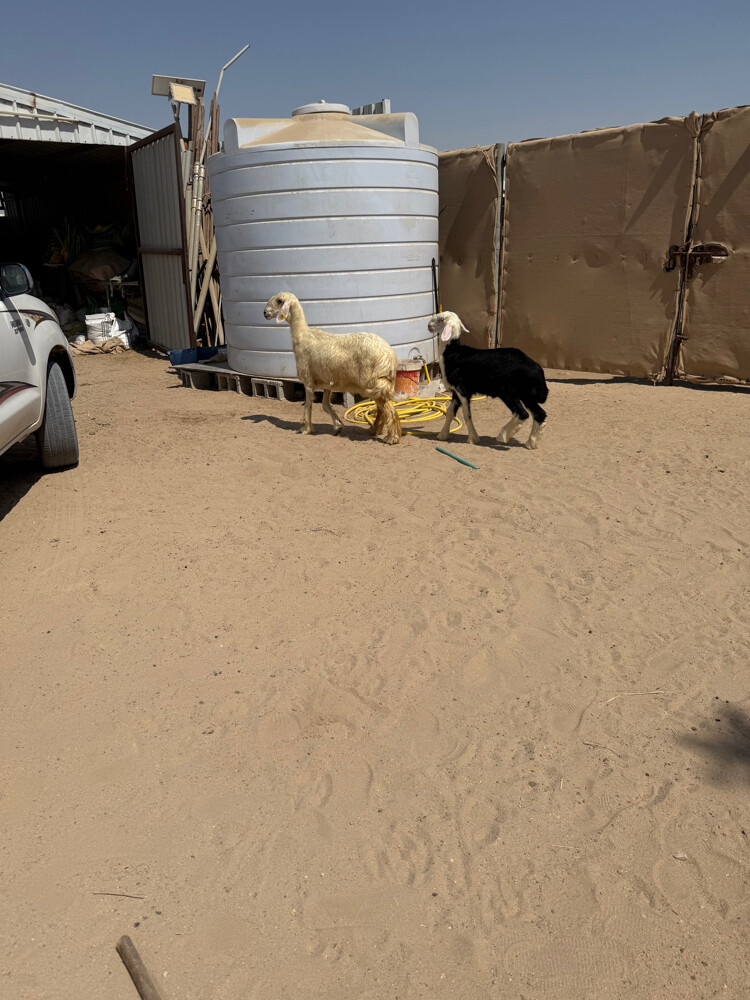 هرفي نجدي - 3