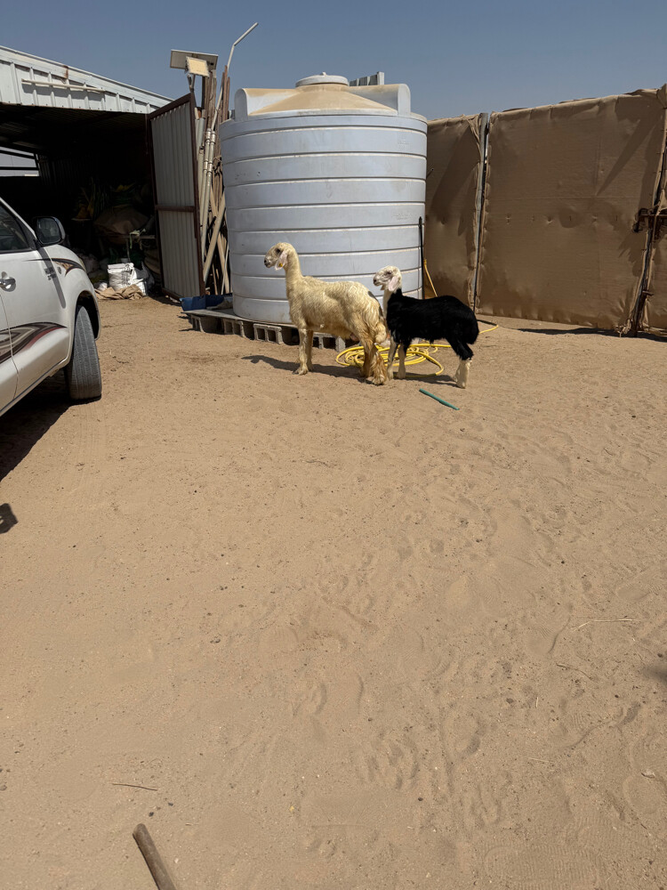 هرفي نجدي - 6