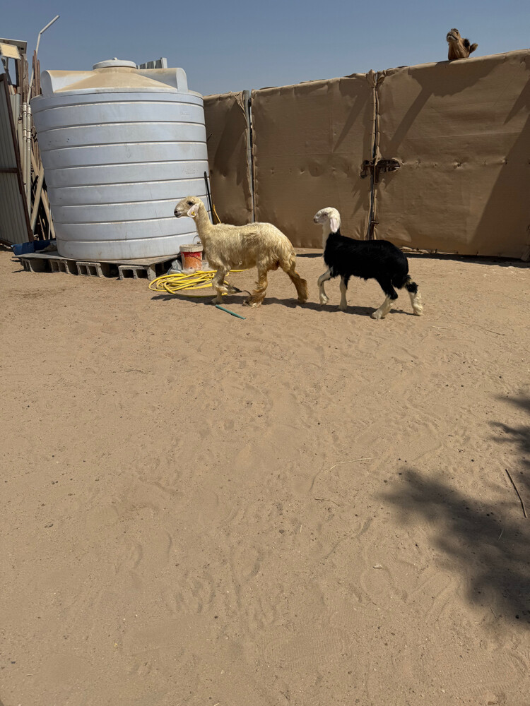 هرفي نجدي - 1