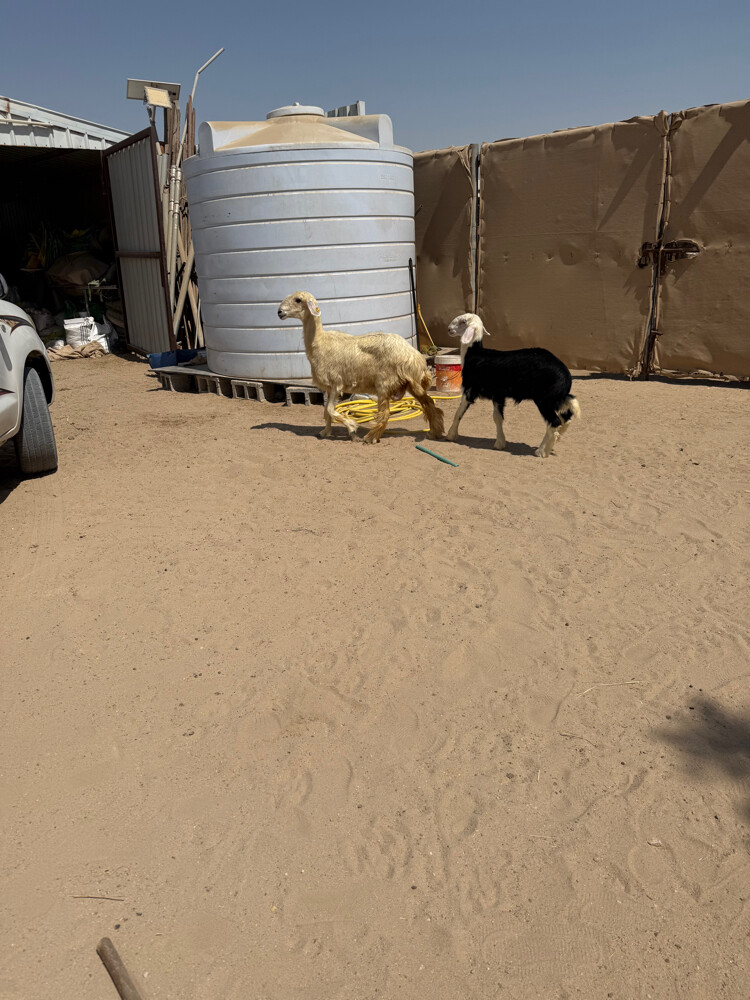 هرفي نجدي - 4