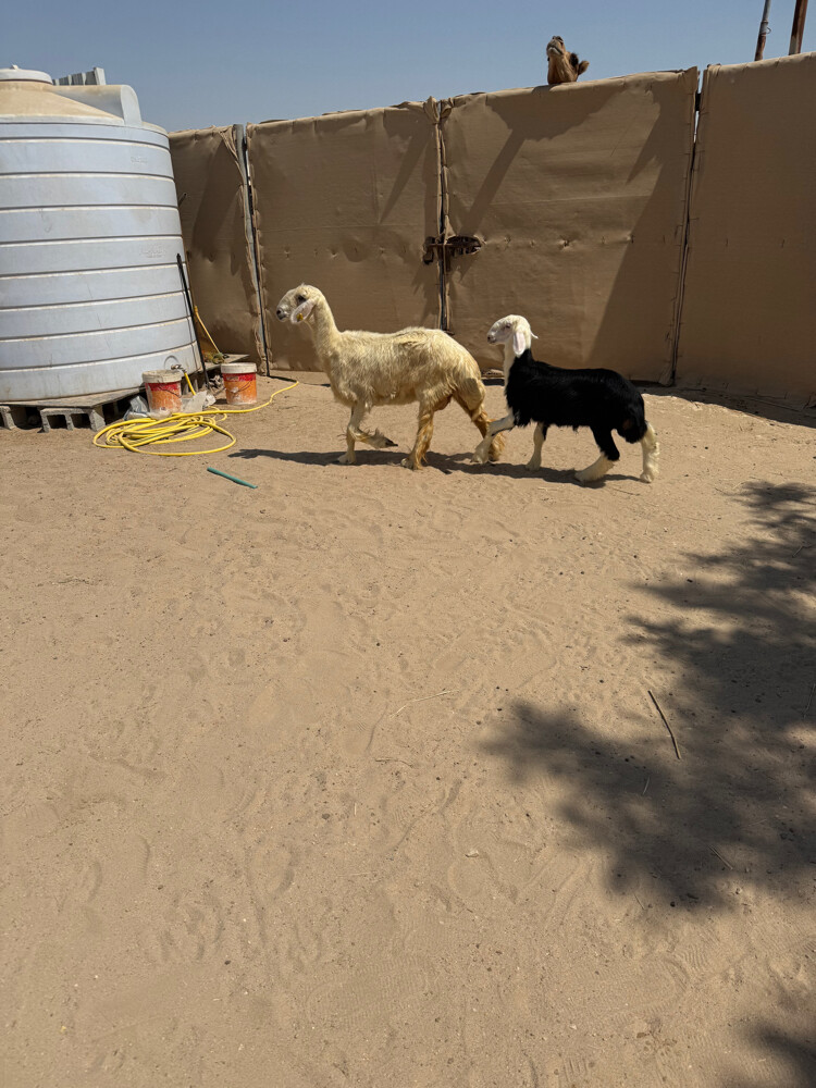 هرفي نجدي - 2