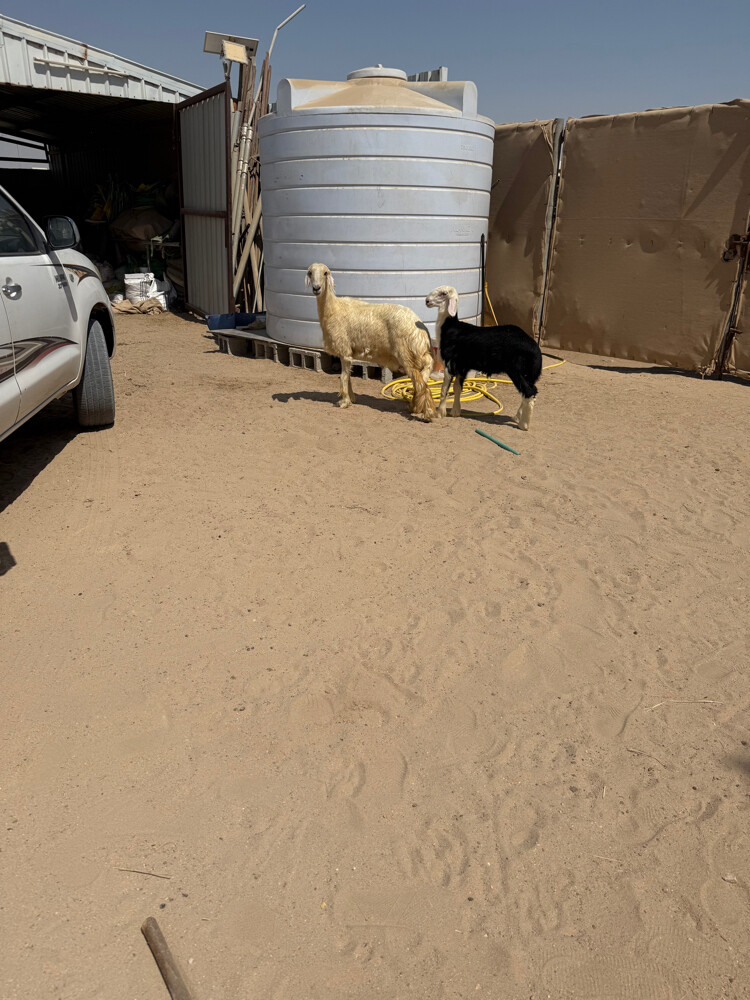 هرفي نجدي - 5