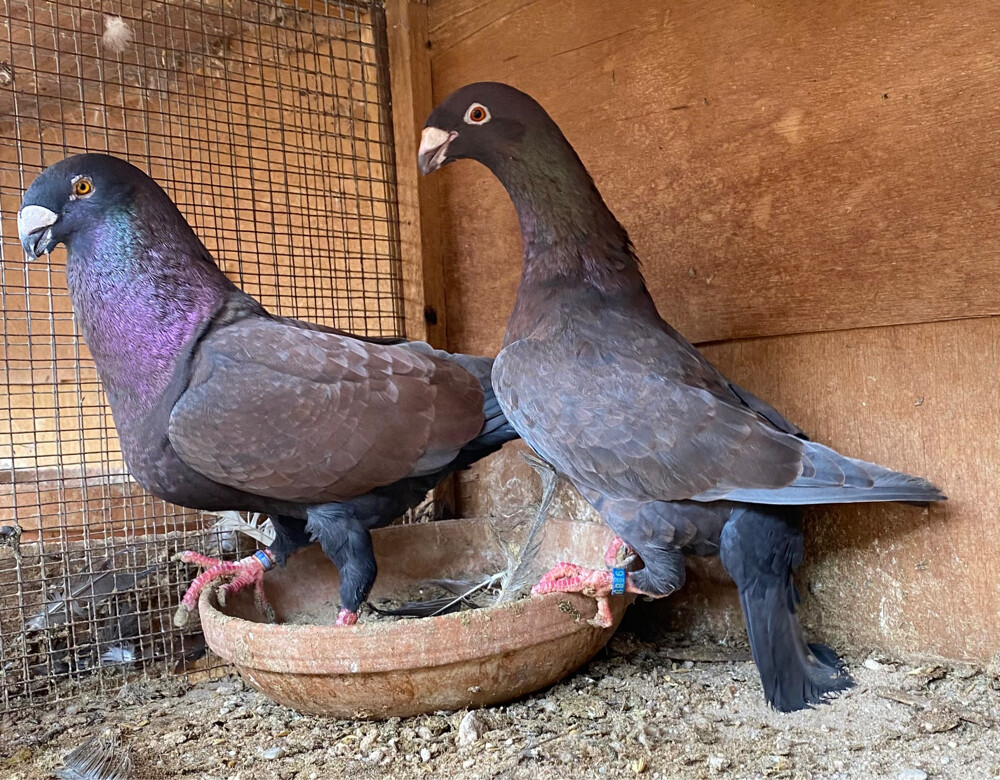جوز بيوتي هومر أنديقو  - 3