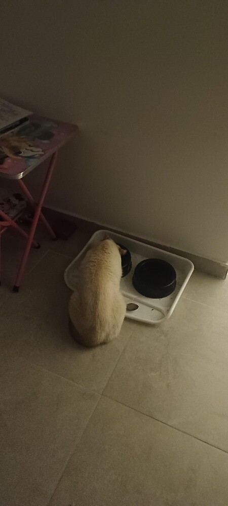 Siamese purebred exotic cat. - 3