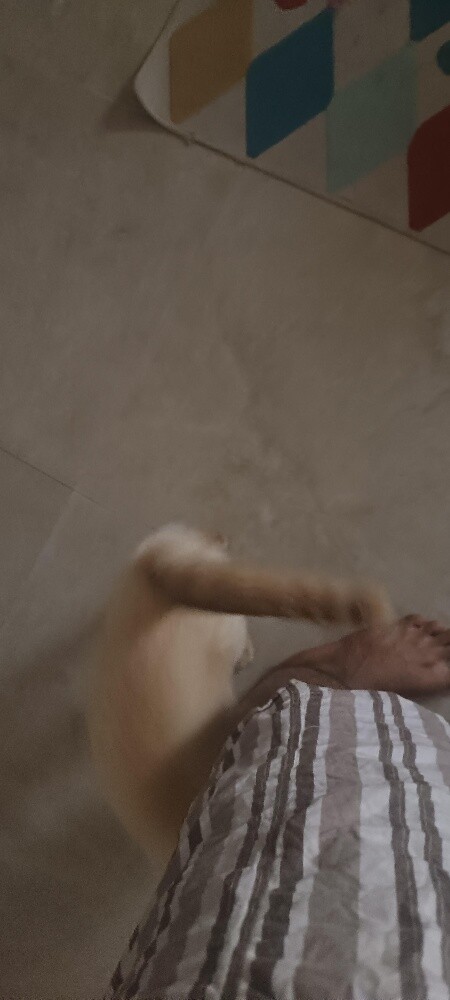 Siamese purebred exotic cat. - 4