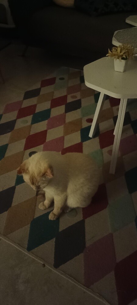 Siamese purebred exotic cat. - 5