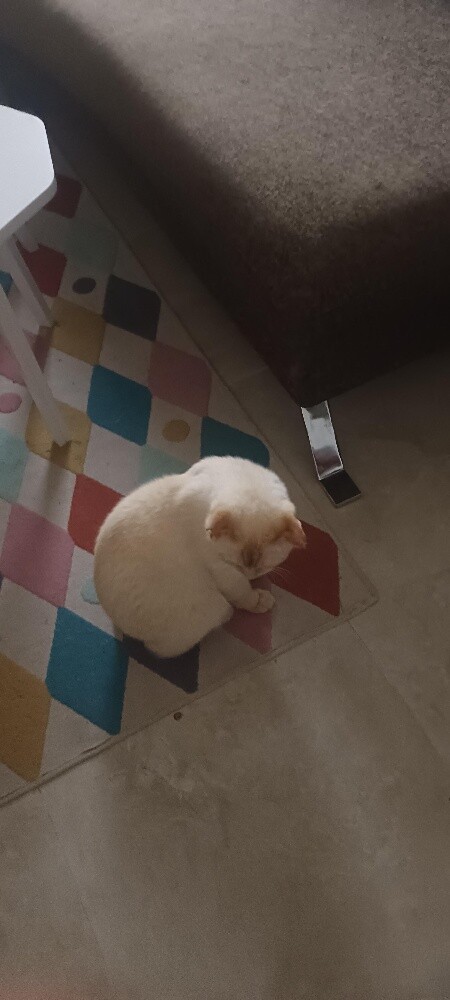 Siamese purebred exotic cat. - 2