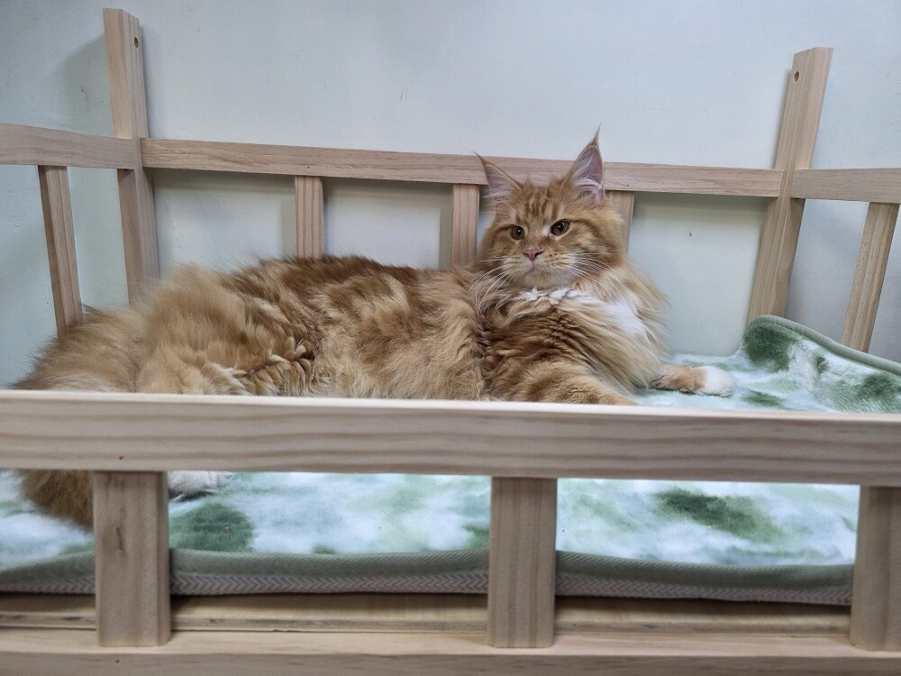 mainecoon male - 1