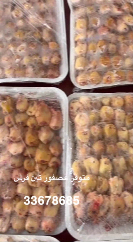 عصفور تين فرش  - 2