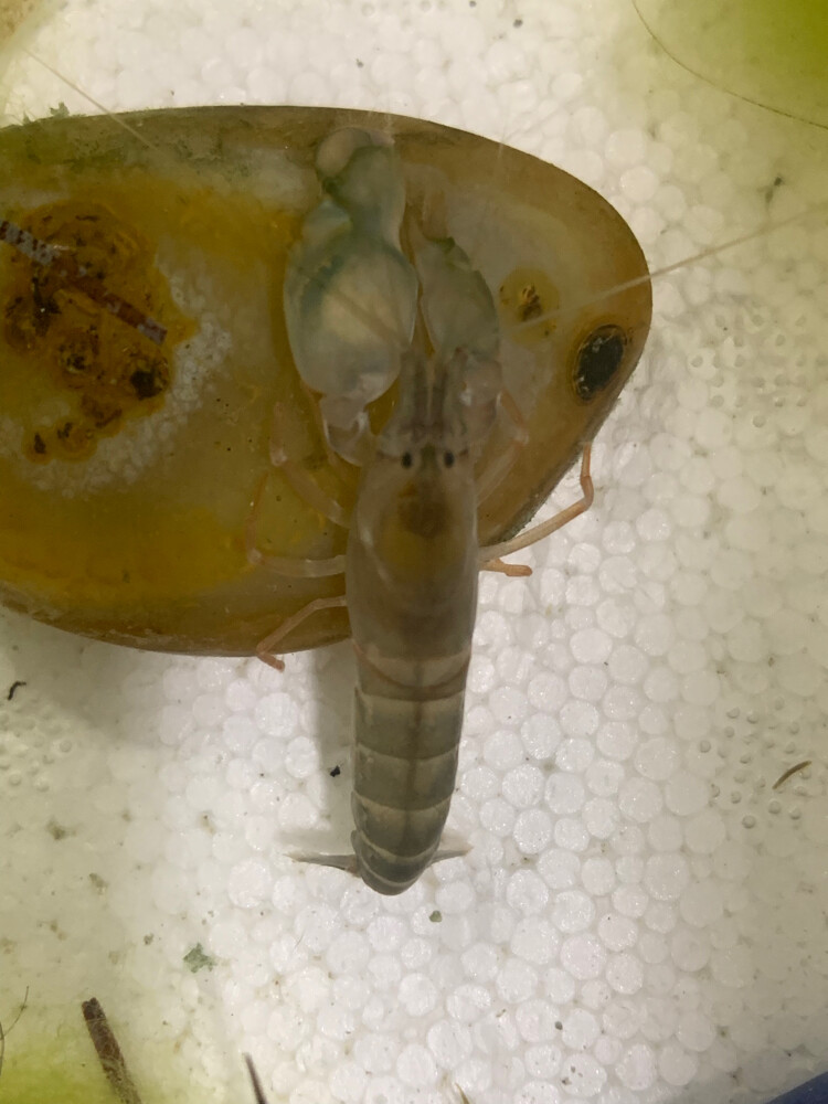 pistol shrimp  - 1