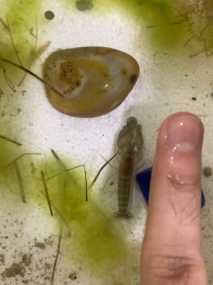 pistol shrimp  - 4