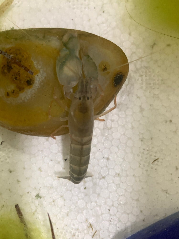pistol shrimp  - 3