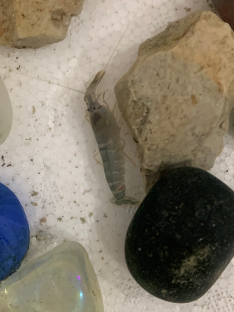 pistol shrimp  - 2