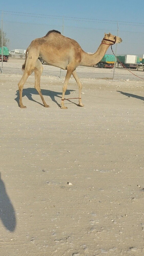 للبيع بكرة - 1
