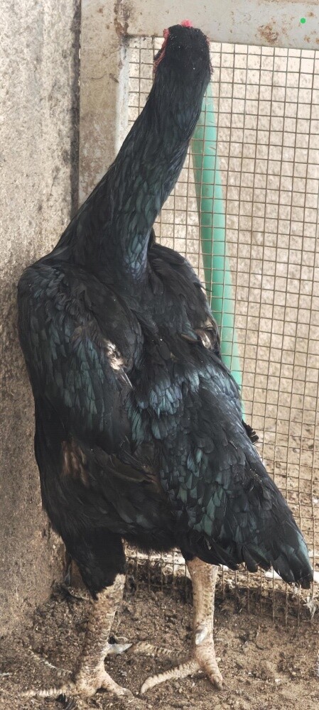 PURE GERMAN O SHAMO BLACK - 9