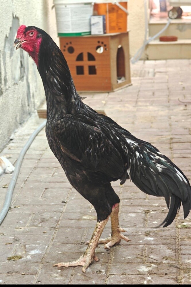 PURE GERMAN O SHAMO BLACK - 7