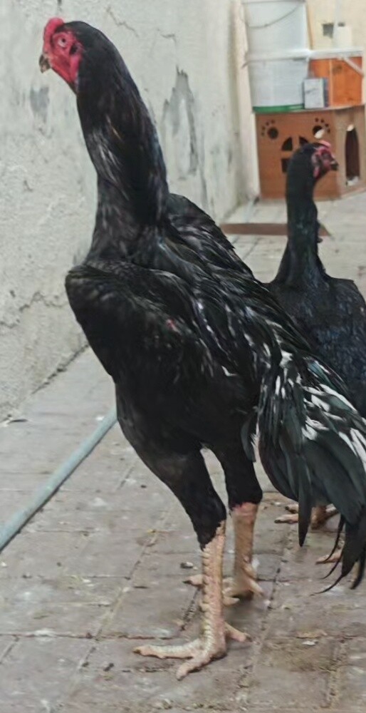 PURE GERMAN O SHAMO BLACK - 8
