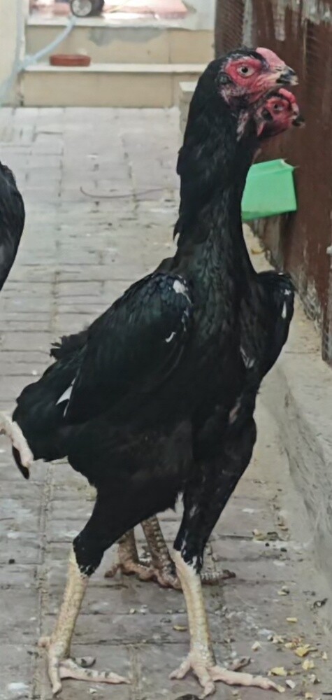 PURE GERMAN O SHAMO BLACK - 3