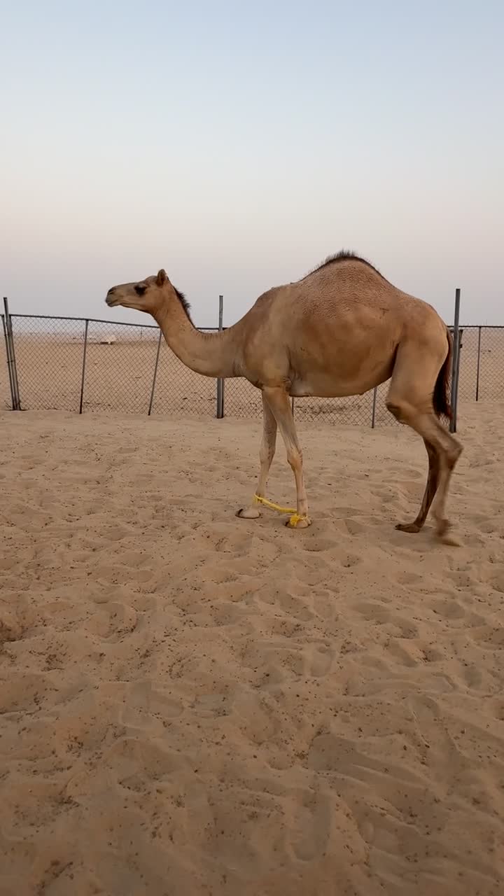 جذعه الاب مسيطر ام ازبار - 1
