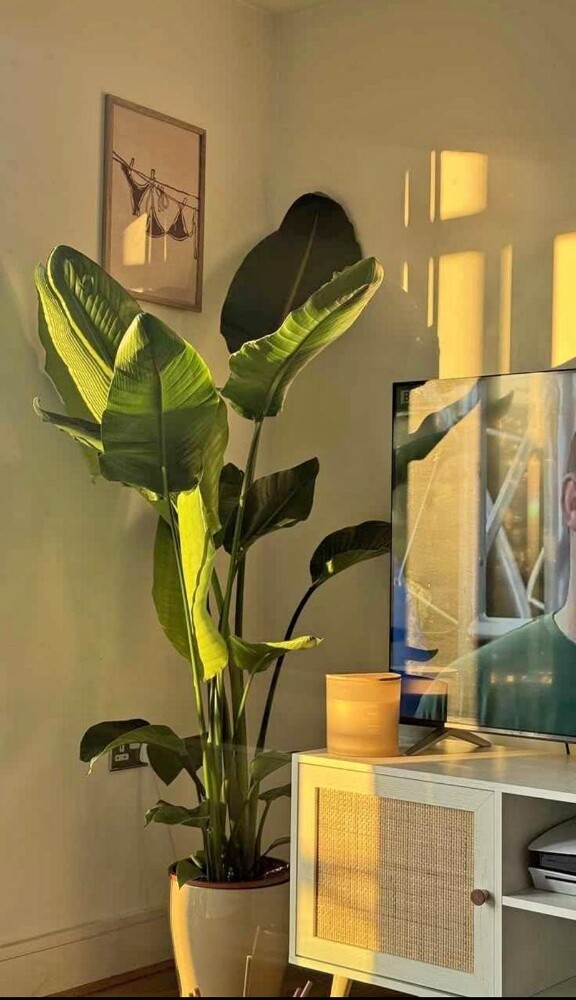 تصفية بمناسبة مغادرة قطر! | نباتا - 11