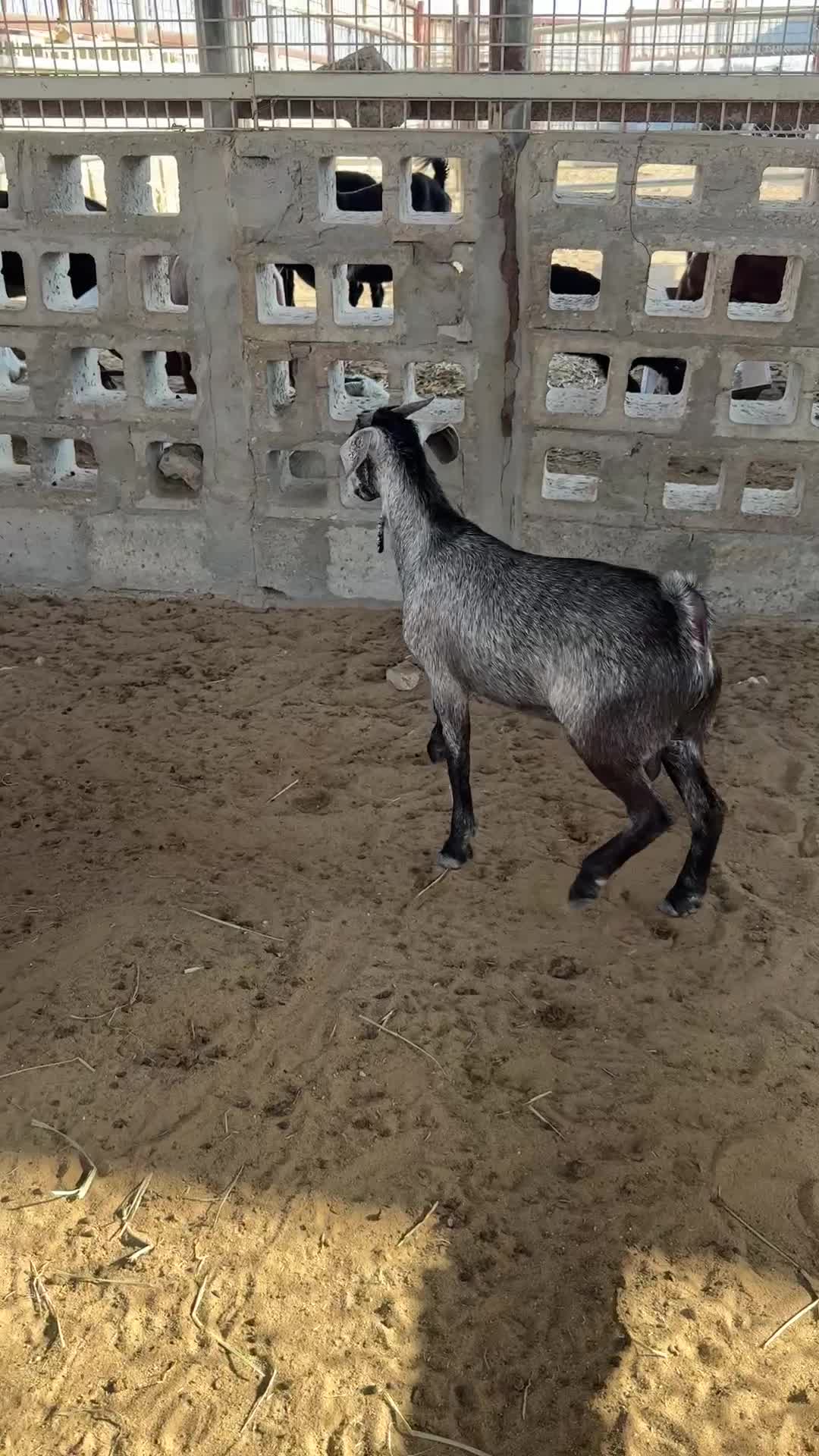 للبيع تيس فل مغلق  - 5