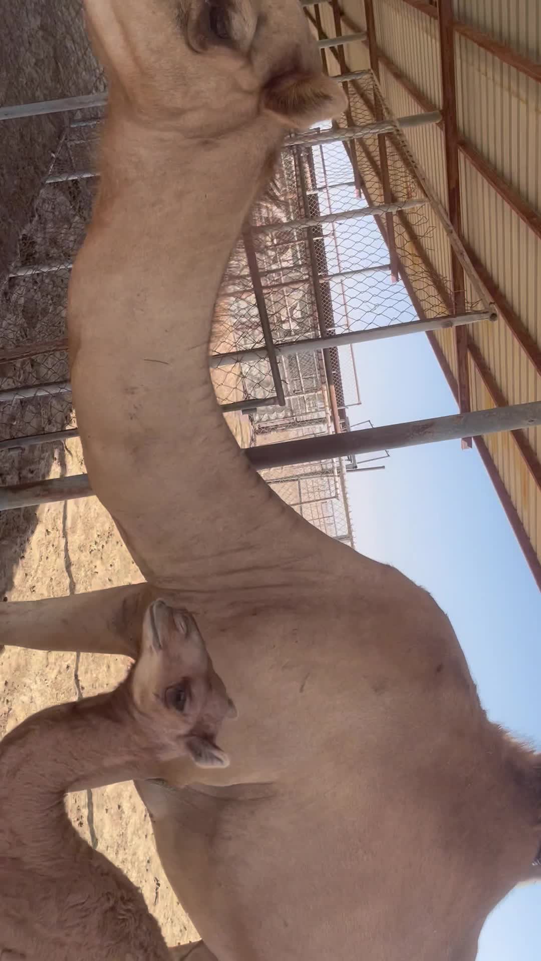 خلفية البيع - 1