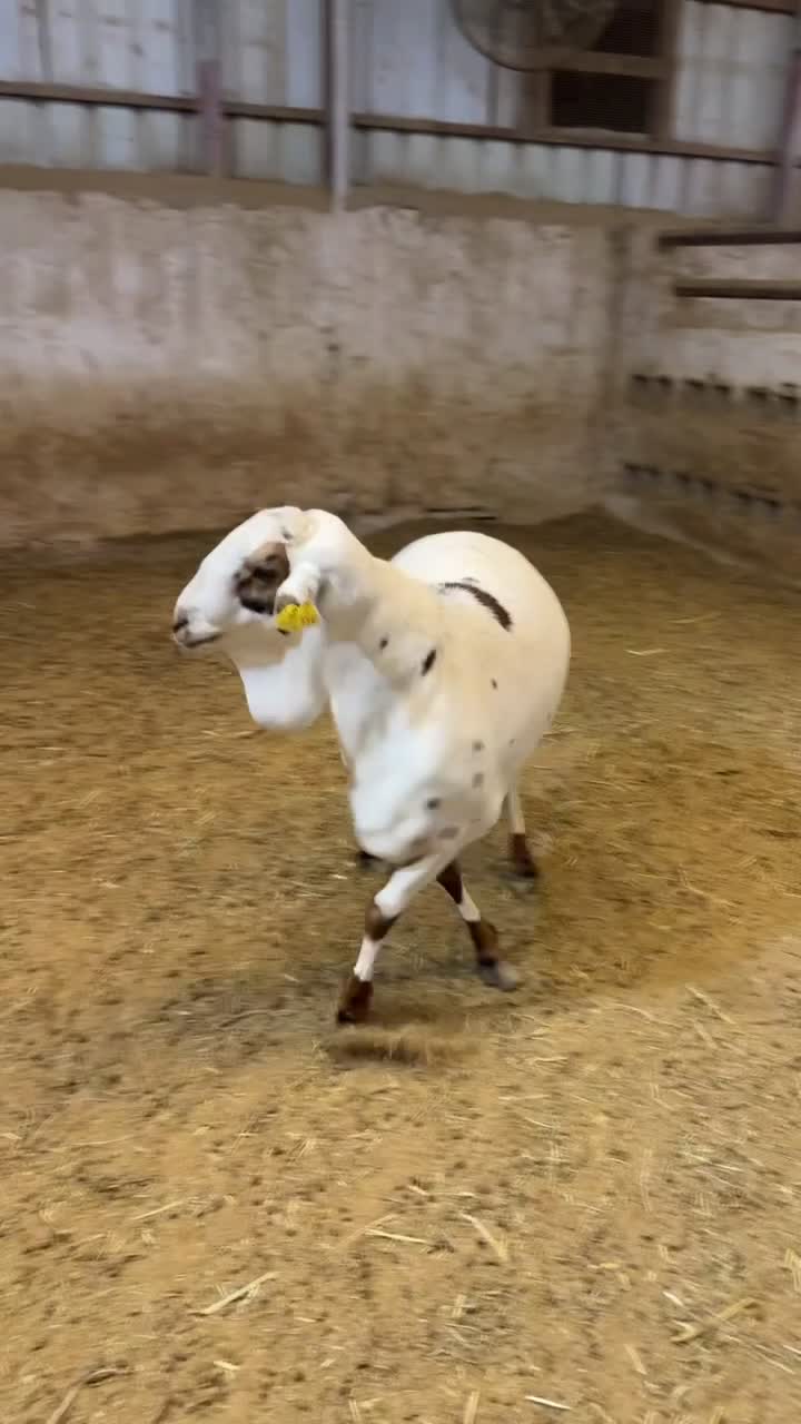 للبيع فحل بربر صنف - 1