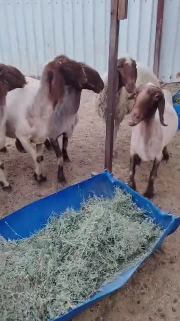 شوهات سوريه طيبه ماشاءالله - 1
