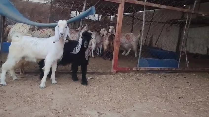 للبيع تيوس عوارض طيبه زبايح سمان - 1