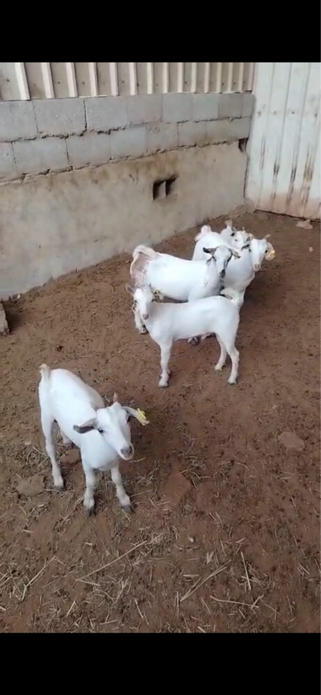 للبيع تيوس عمانيه  - 2