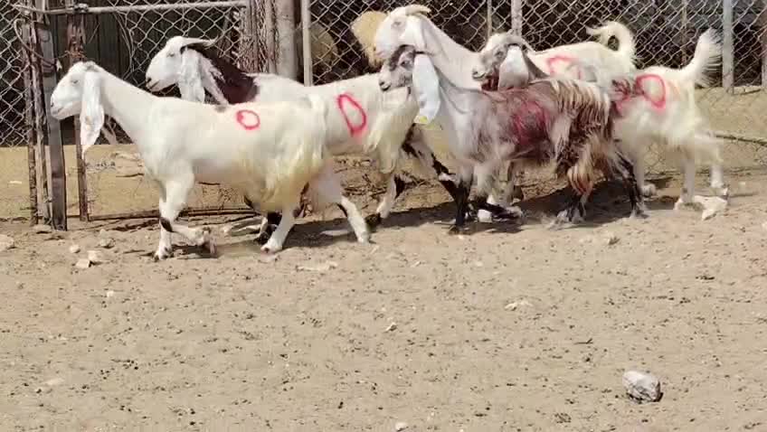 للبيع معزا مشاريك دفيع شرط - 5