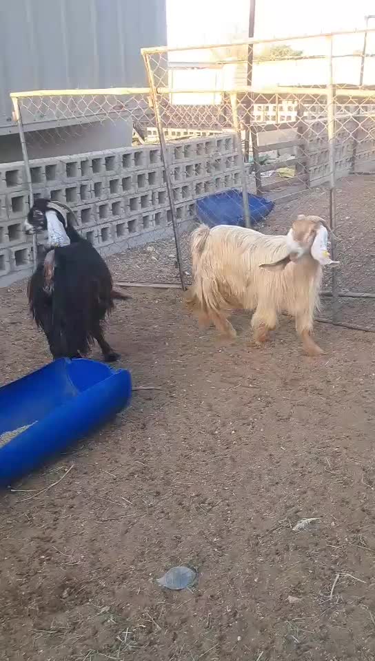 معزا عوارض خصم - 1