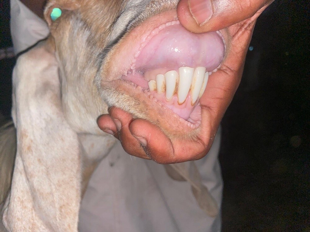 معزا عوارض خصم - 3