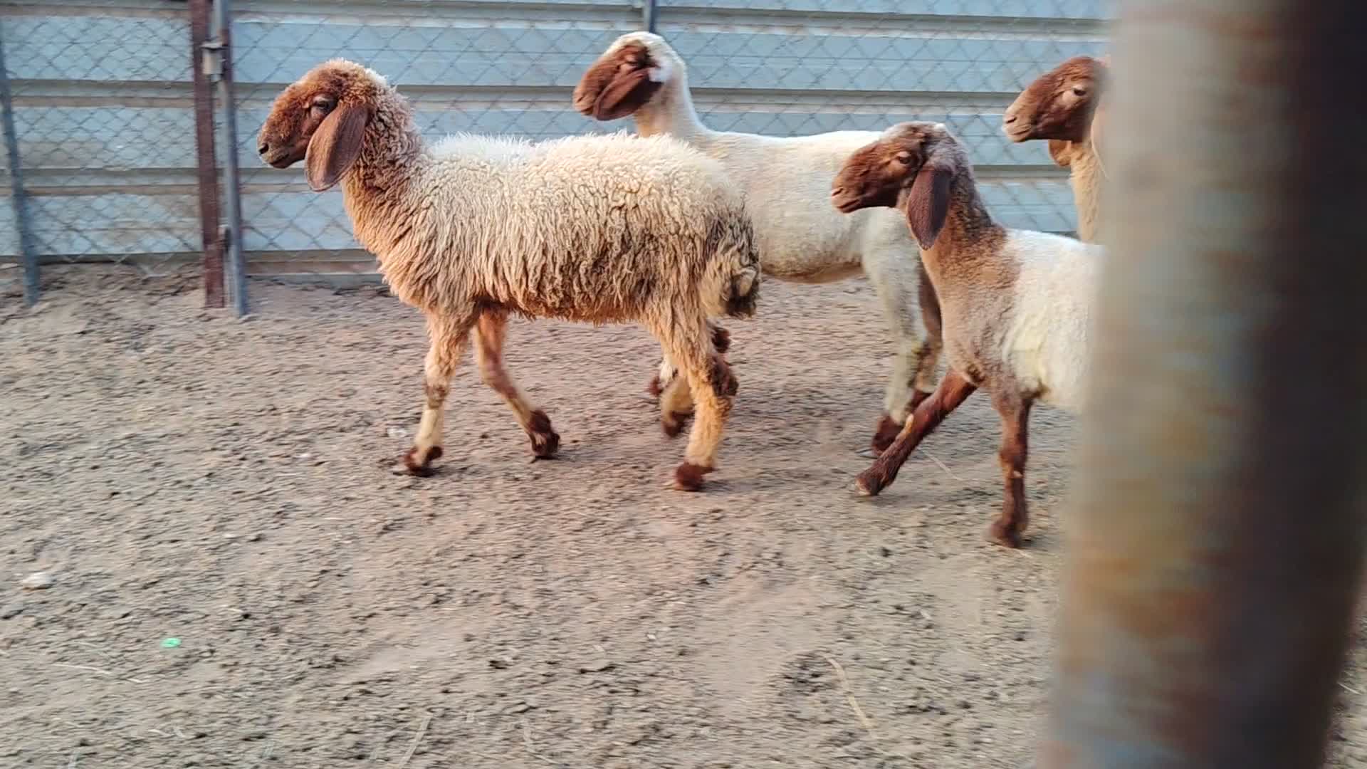رخال سوريه طيبة - 1