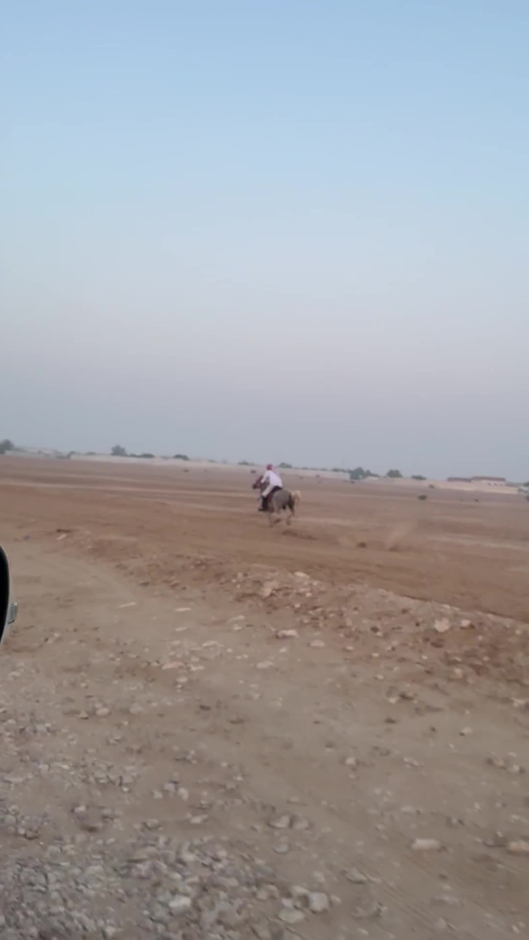 فحل مصري طوع - 2