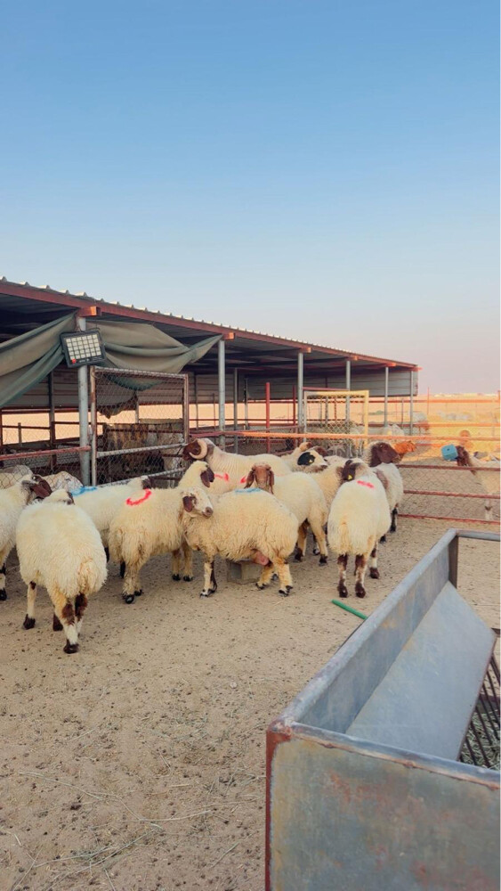 غنم طيبه فاخره - 3
