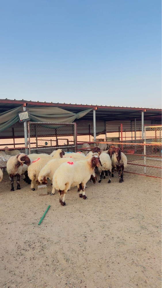 غنم طيبه فاخره - 2