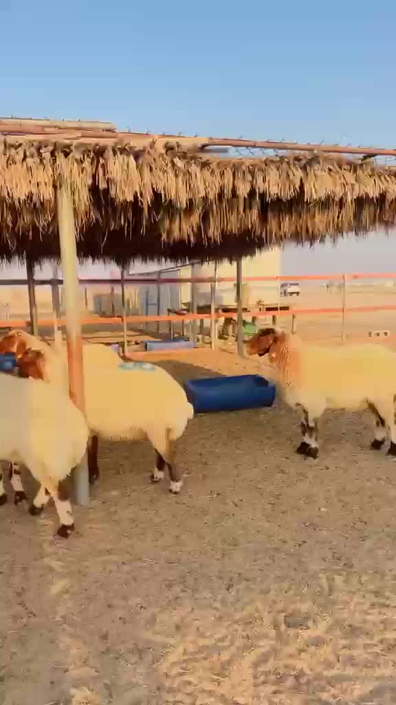 غنم طيبه فاخره - 4