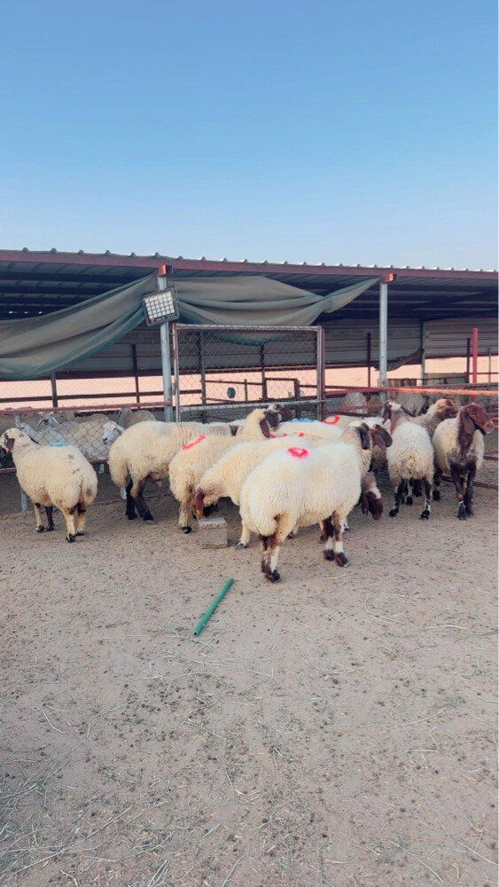 غنم طيبه فاخره - 1