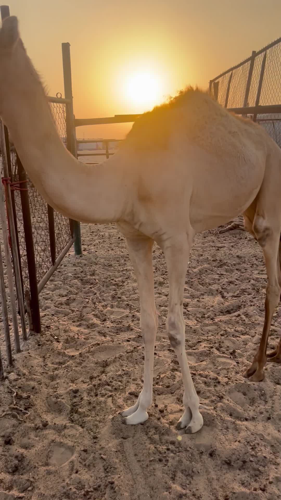 فطيم صعب - 1