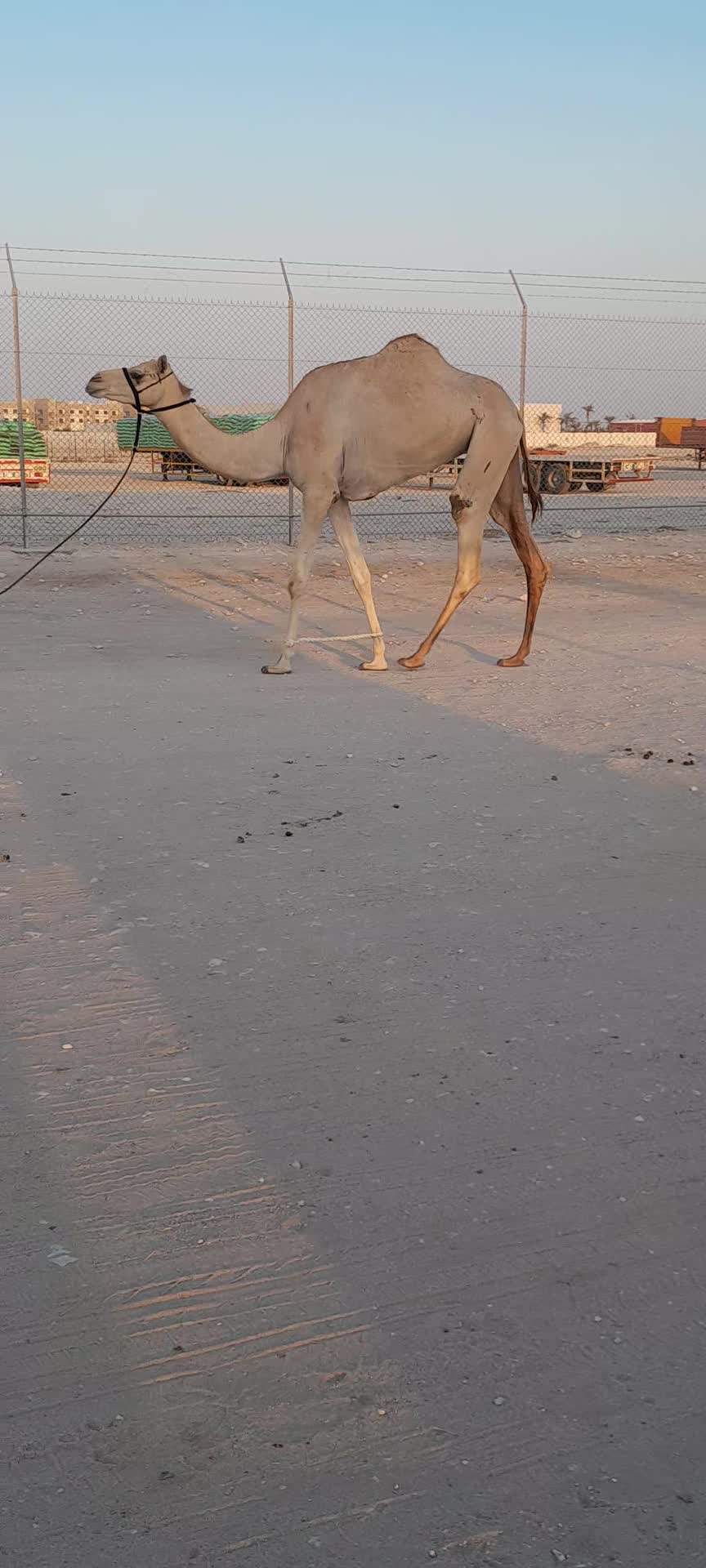 بكره جدعه - 1