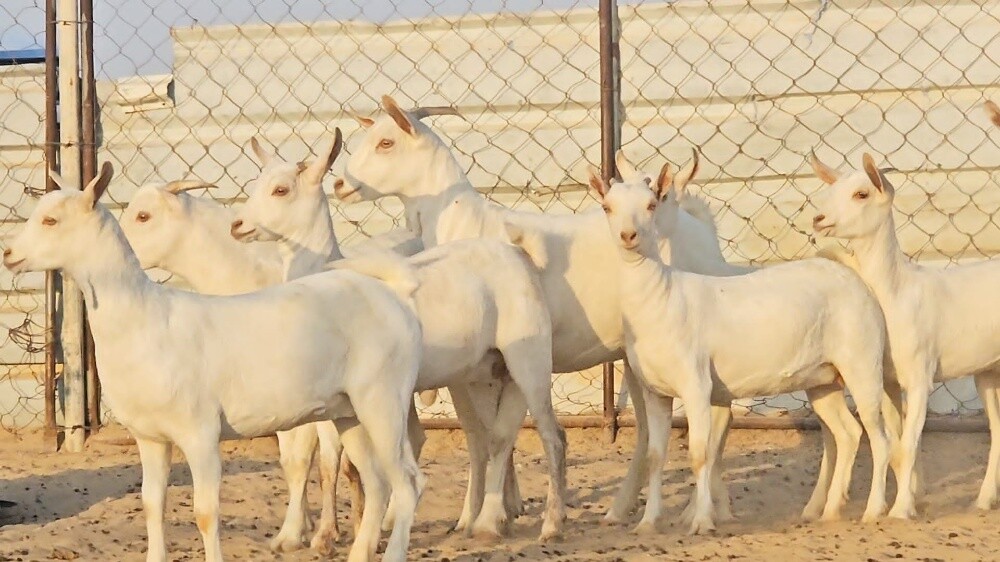 مطلوب جميع انواع الحلال - 5