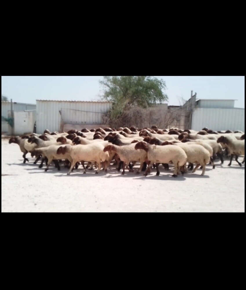 مطلوب جميع انواع الحلال - 2