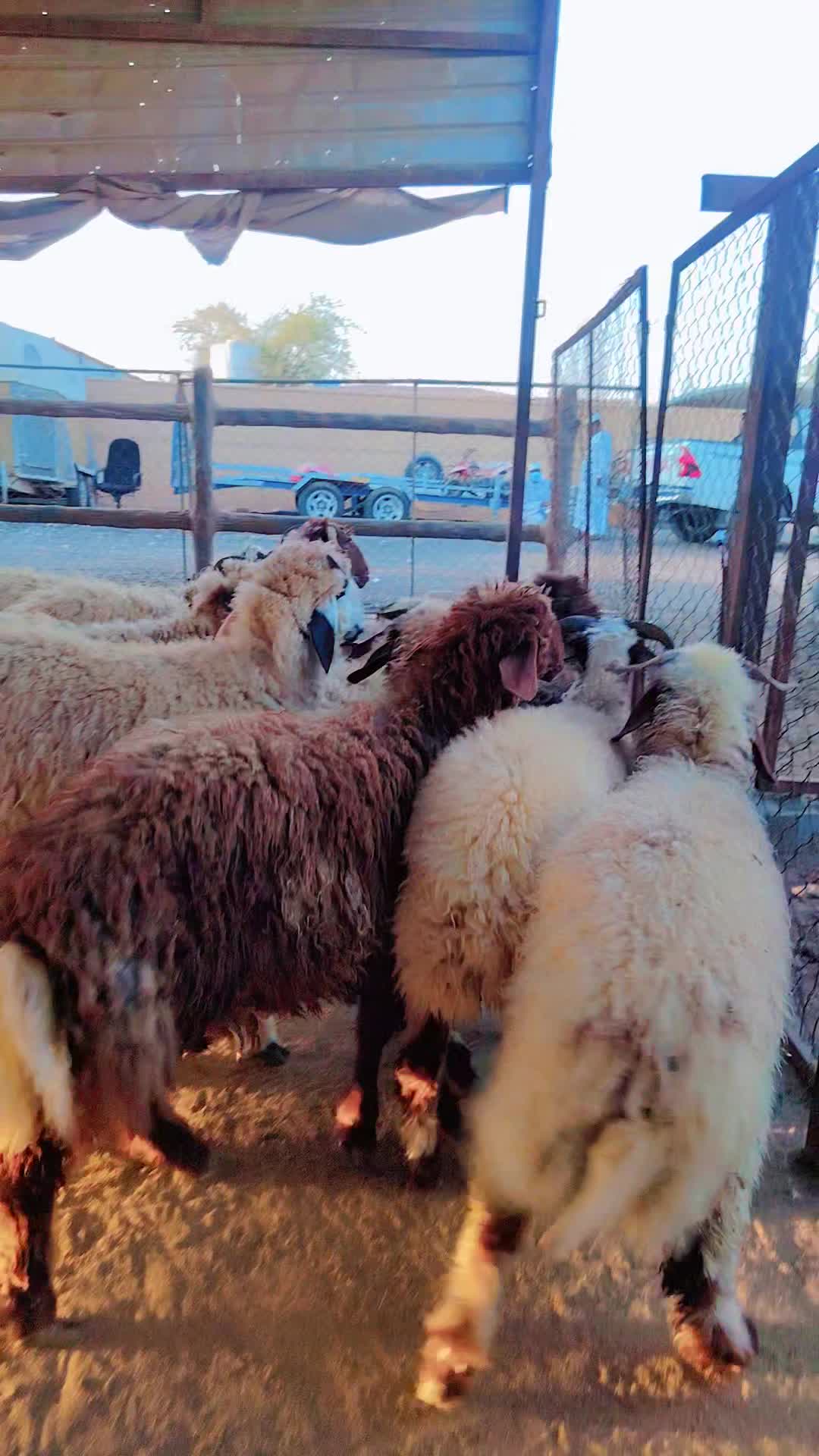 خرفان بلديه زبايح - 1