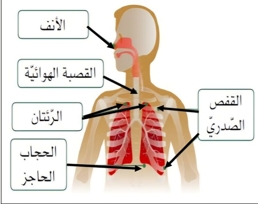 معلمة العلوم والإنجليزية للابتدائ - 1