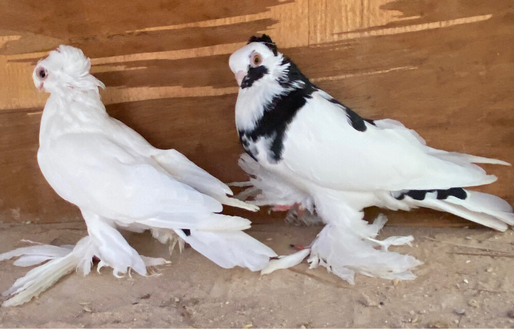 جوز أوزبك ابرق - 3